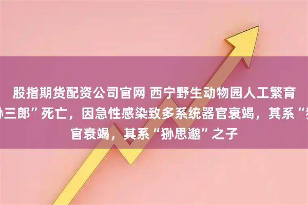 股指期货配资公司官网 西宁野生动物园人工繁育雄性兔狲“狲三郎”死亡，因急性感染致多系统器官衰竭，其系“狲思邈”之子