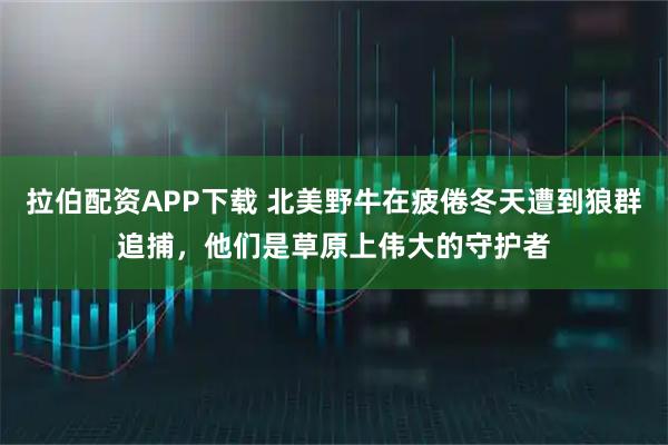 拉伯配资APP下载 北美野牛在疲倦冬天遭到狼群追捕，他们是草原上伟大的守护者